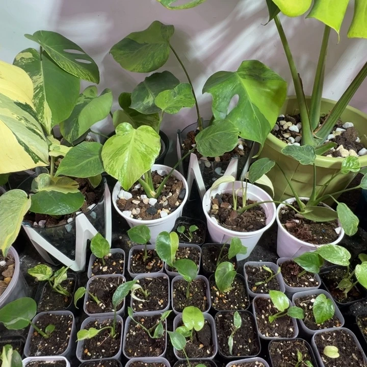 坐***酒完全开放龟背竹种苗