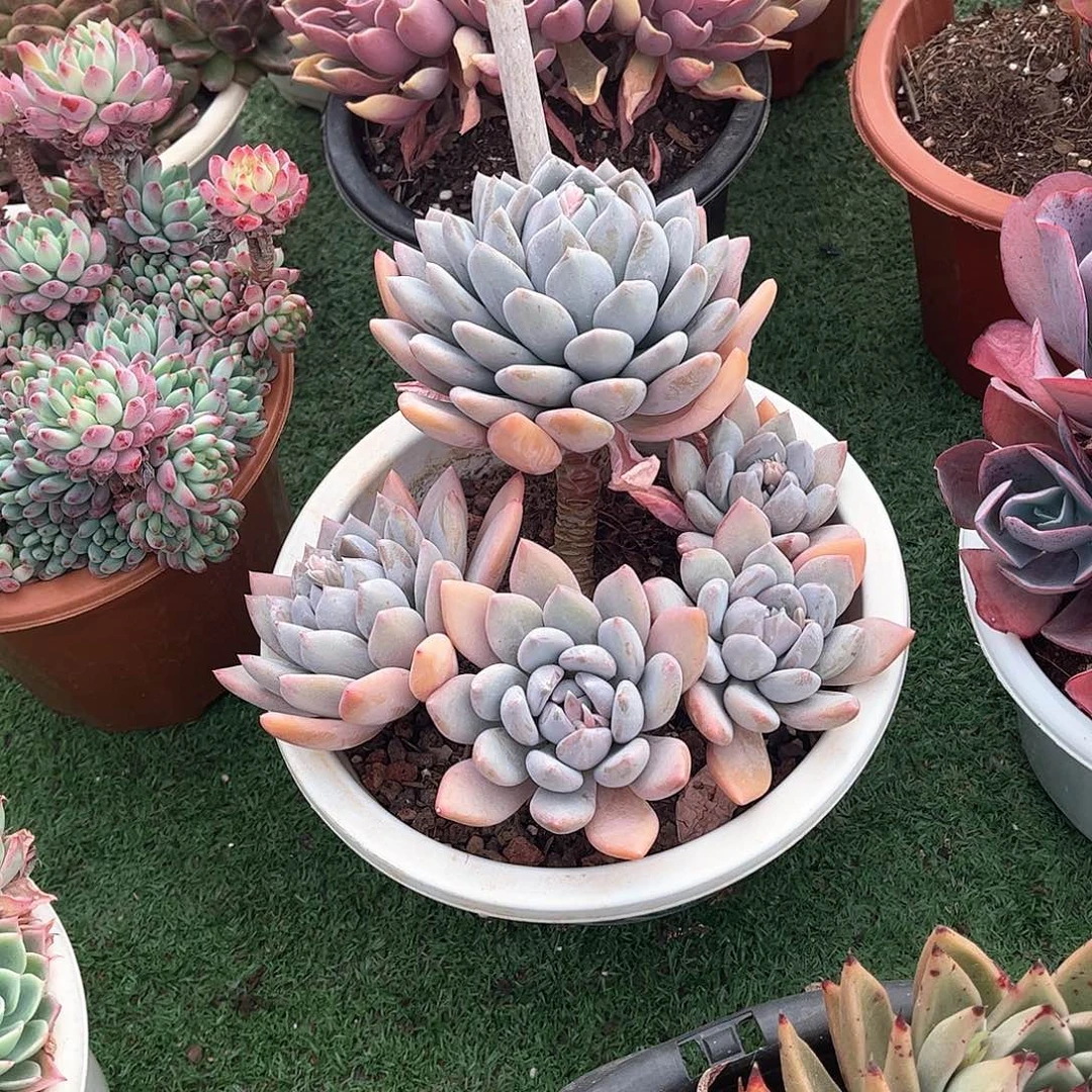 随*旁美人多肉植物保护14