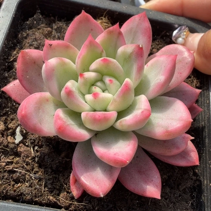 珍妮锦腹轮锦模特