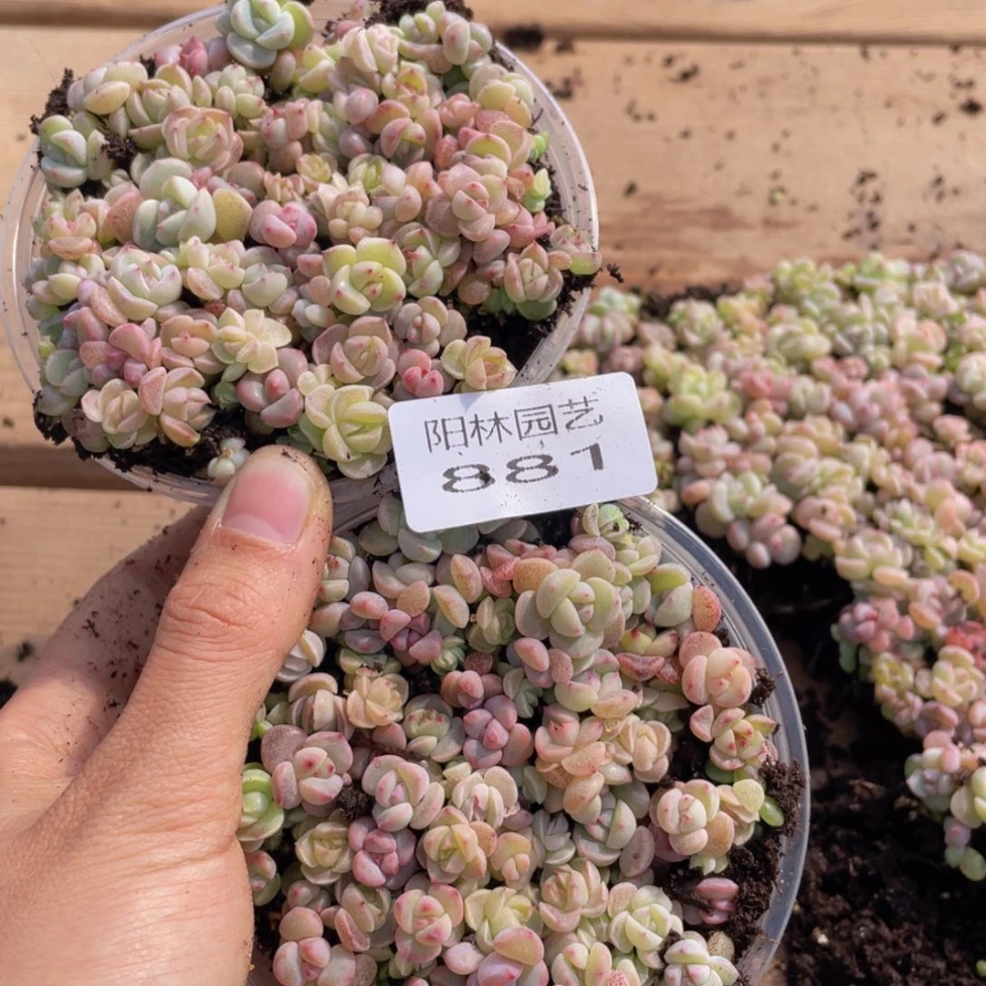 多****富多肉植物多肉植物881