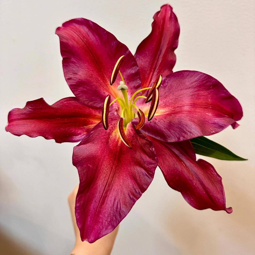 秋百合【中国红】13/15单瓣香水百合种