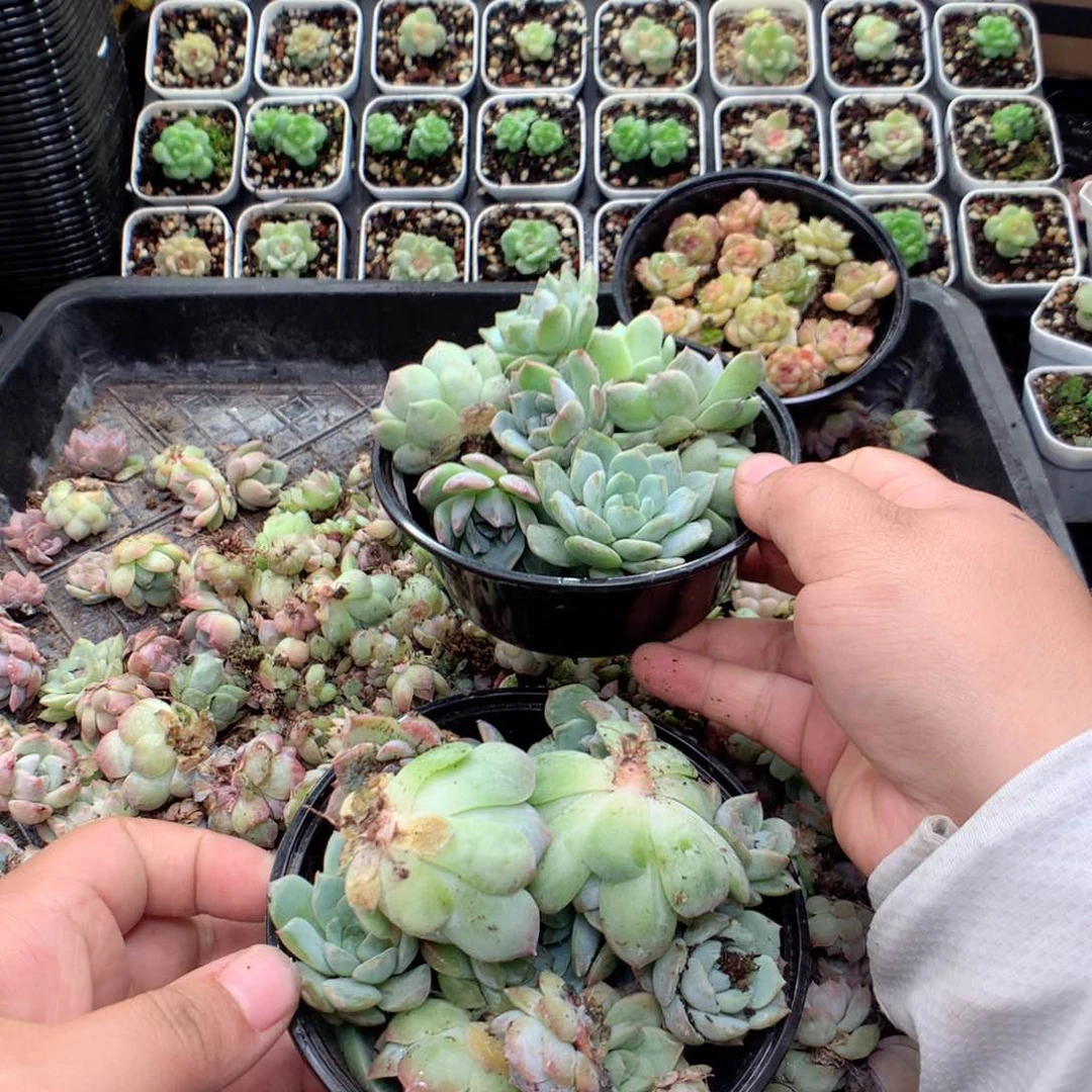 无花朵Z11英语英语英语英语