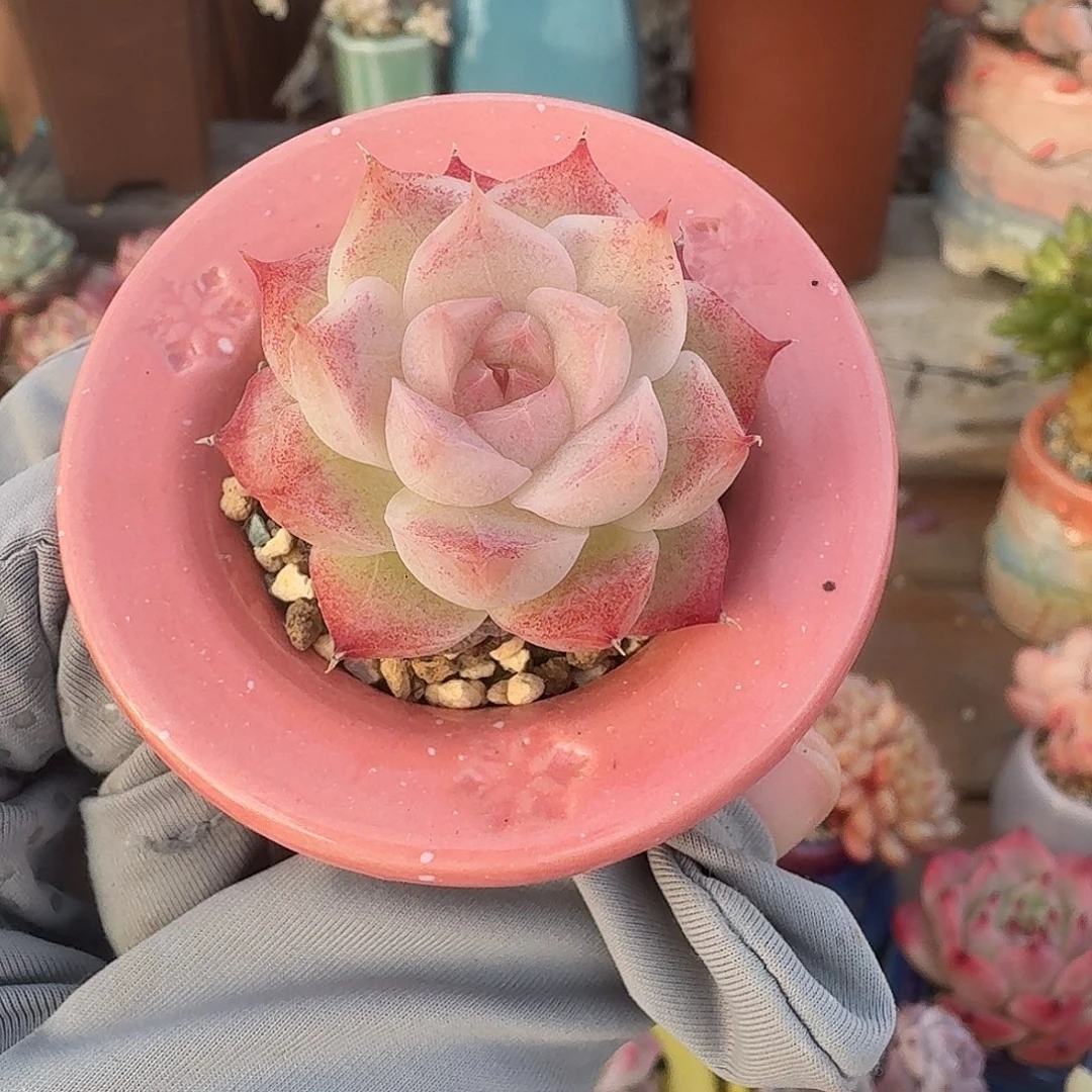 女王 多肉含盆土 一物一拍