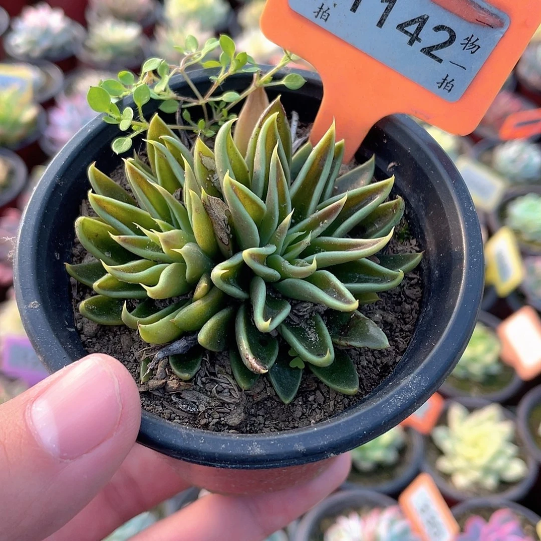 鱿鱼1142号多肉植物