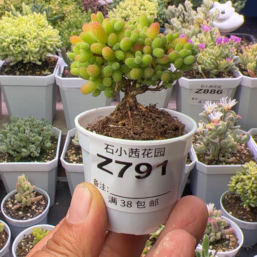 多肉植物枝干金桔