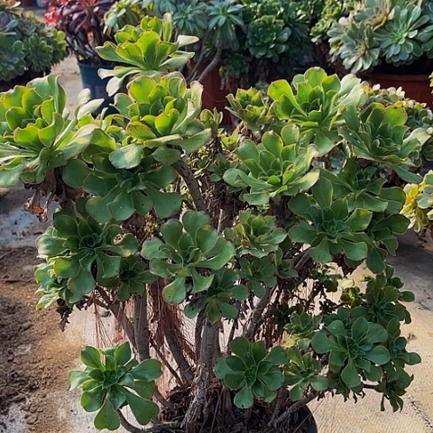 君美丽的小桩子上的35