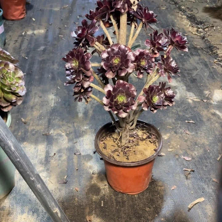 78黑法师多肉植物多肉