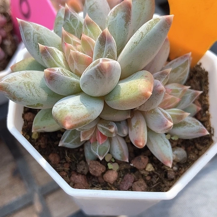 多肉植物伊丽莎白210多肉