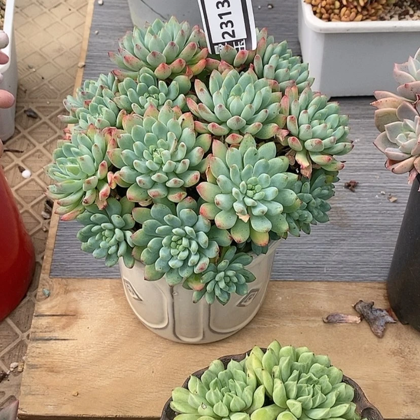 【闪购商品】響蓝苹果23131