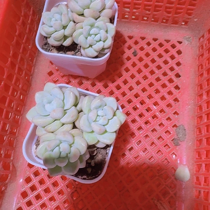S****g精品泡泡糖多肉植物
