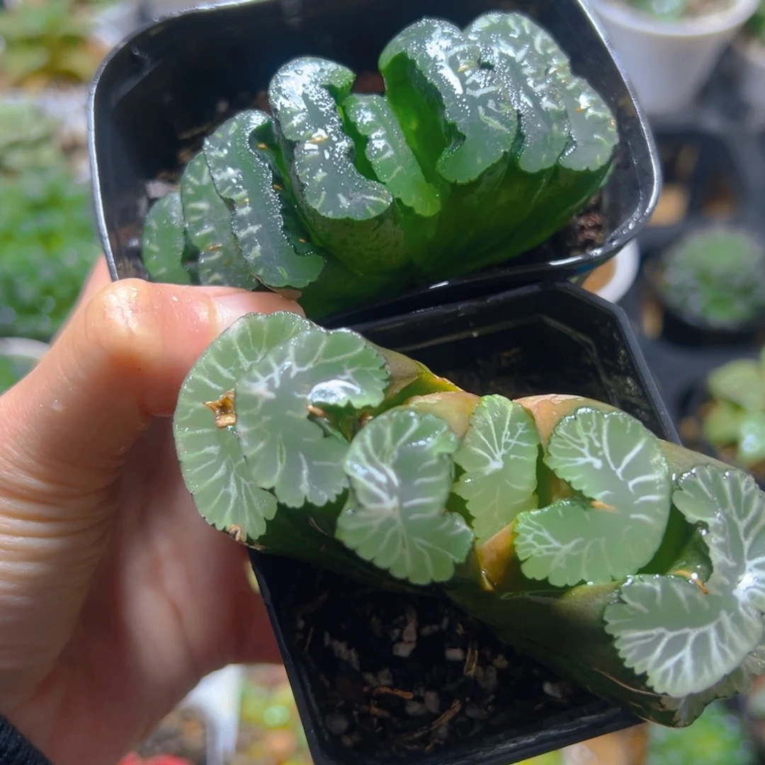 实生+白亚玉扇多肉多肉多肉