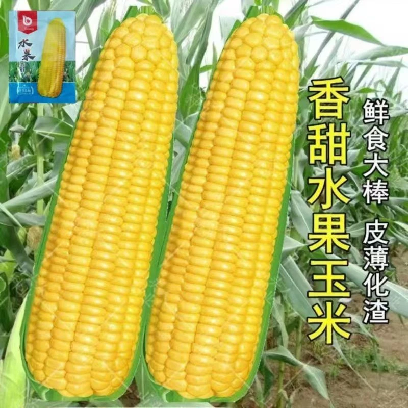 *{}超甜水果玉米种子生吃春夏秋播耐旱大棒高产糯米种籽