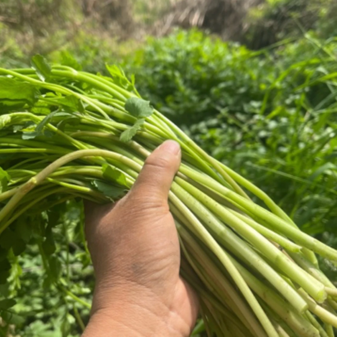 山沟沟里野生水芹菜现摘发货鲜嫩野芹菜时令蔬菜野菜小叶芹菜野菜
