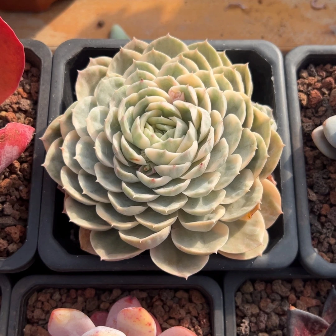 多肉单头昂斯诺锦【非偏远地区满18包邮】