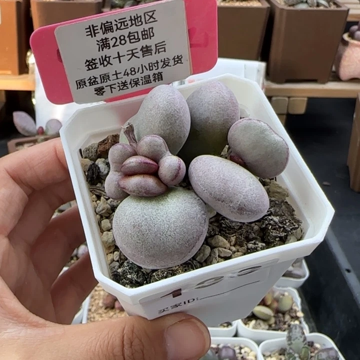 133球球紫蛋多肉植物