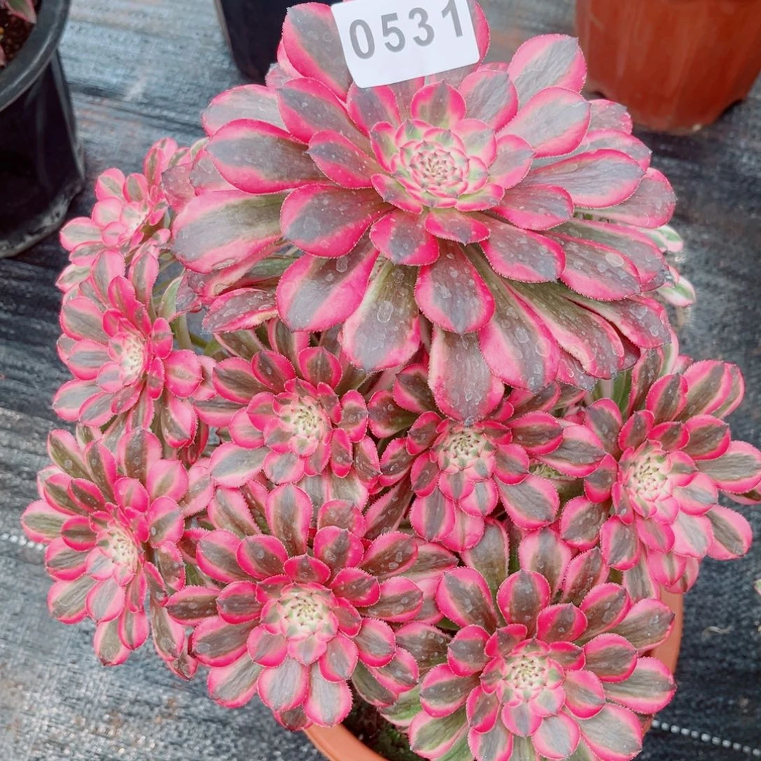粉铜多肉发货发货