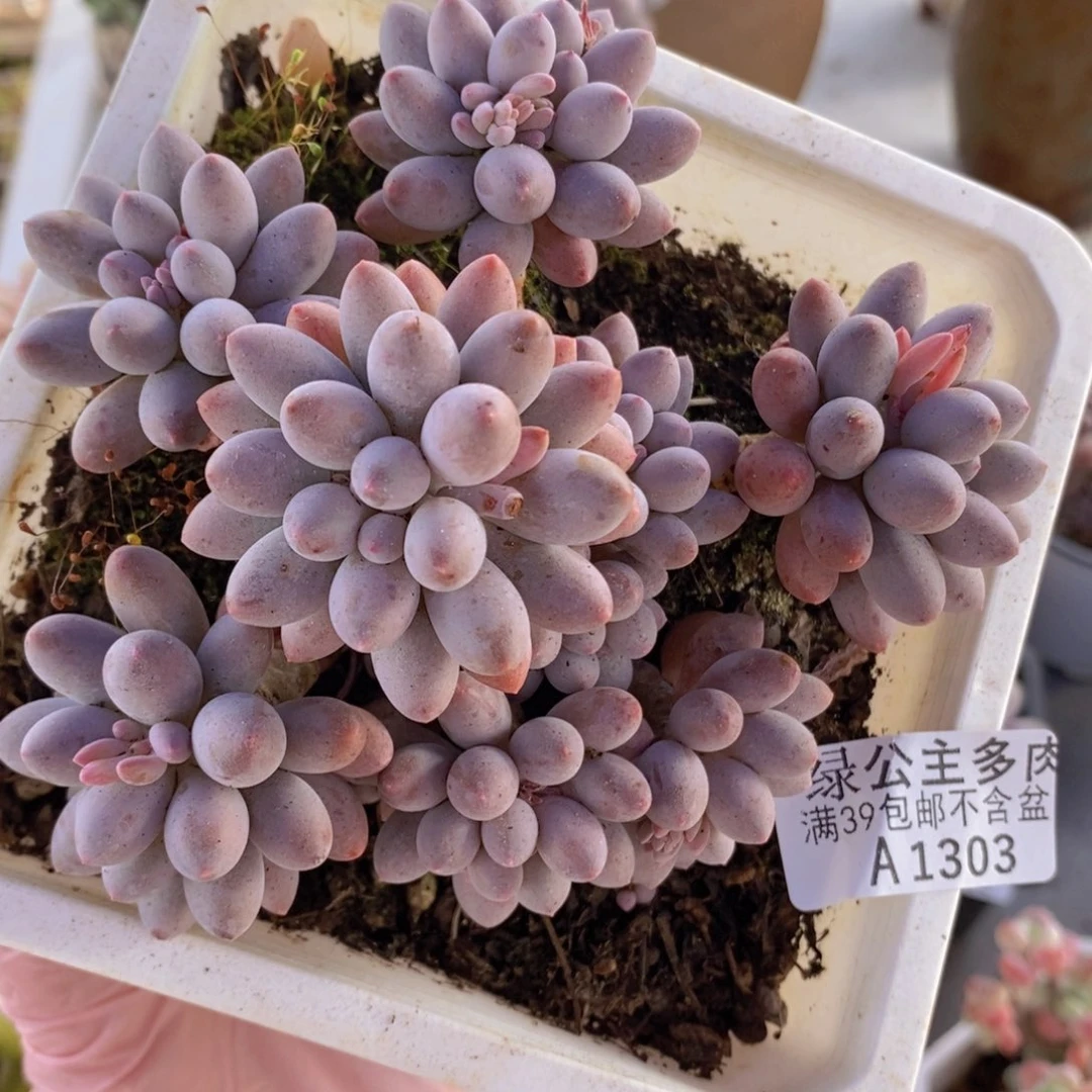 婴儿手指老桩11cm1303多肉植物