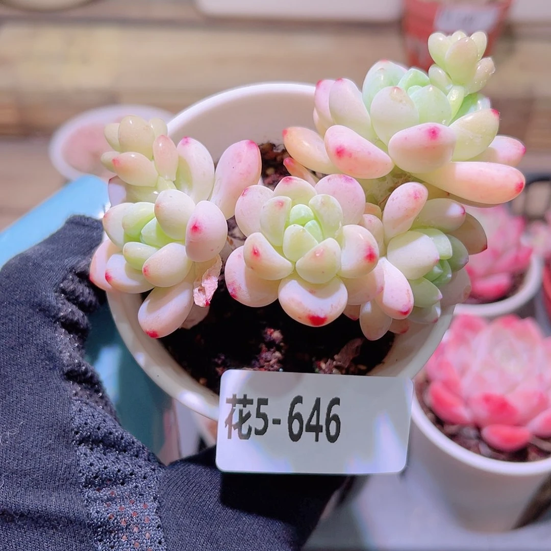 花利美5-646罗琦
