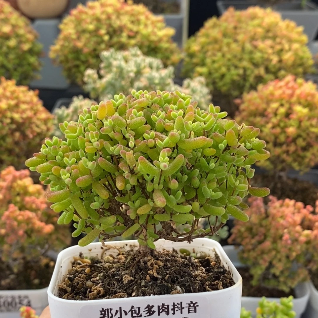 み***球蜜橘糖球0762枝干番杏