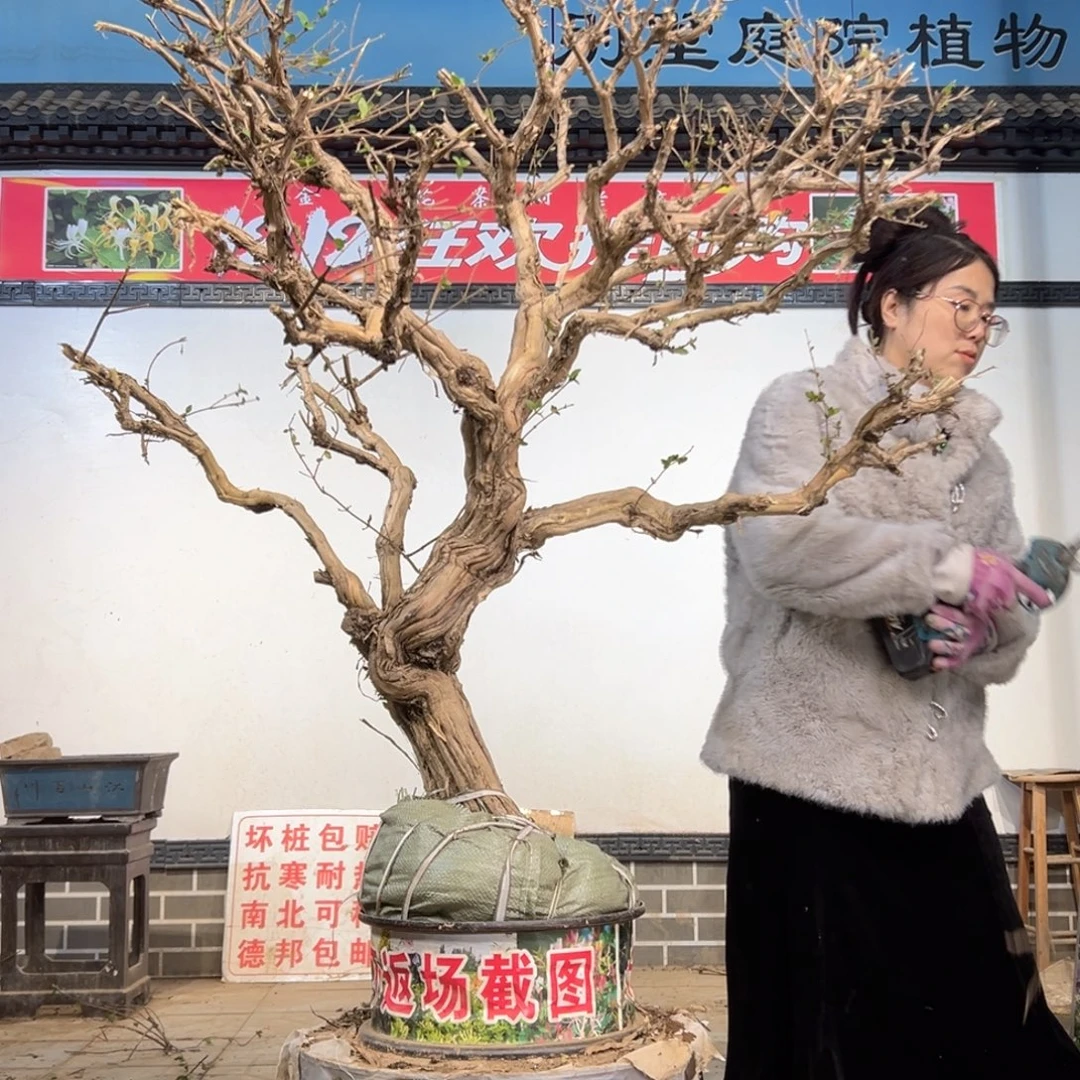 无花朵金银花88888