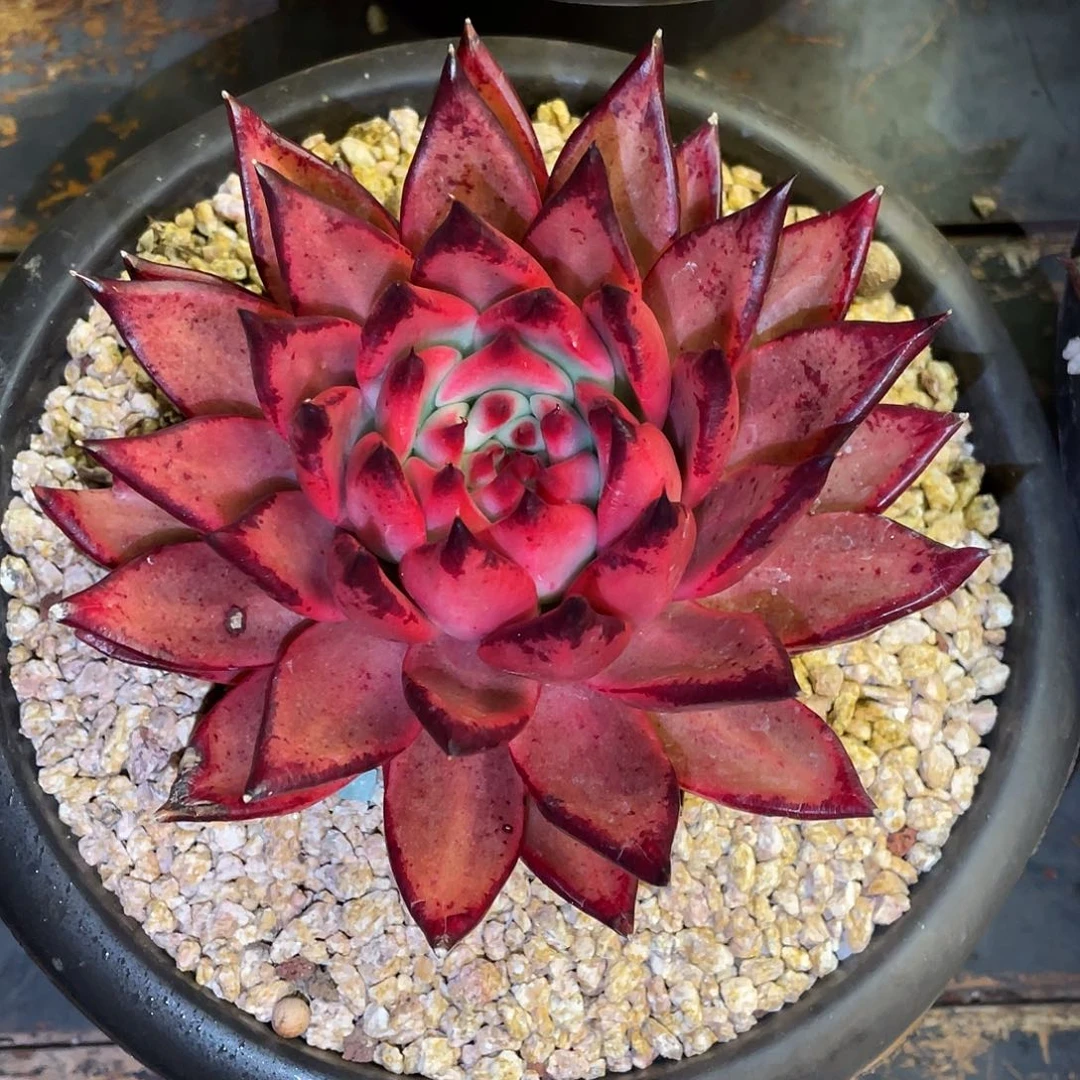 多肉植物一物一拍