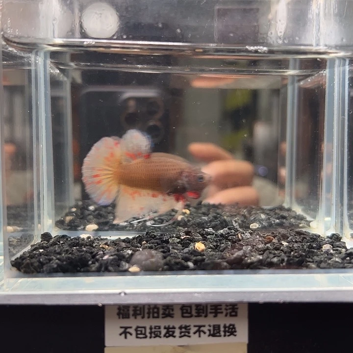 斗鱼竞拍跑单拉黑18日49