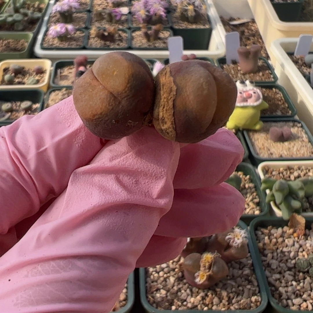 25 好看的多肉冲冲冲q