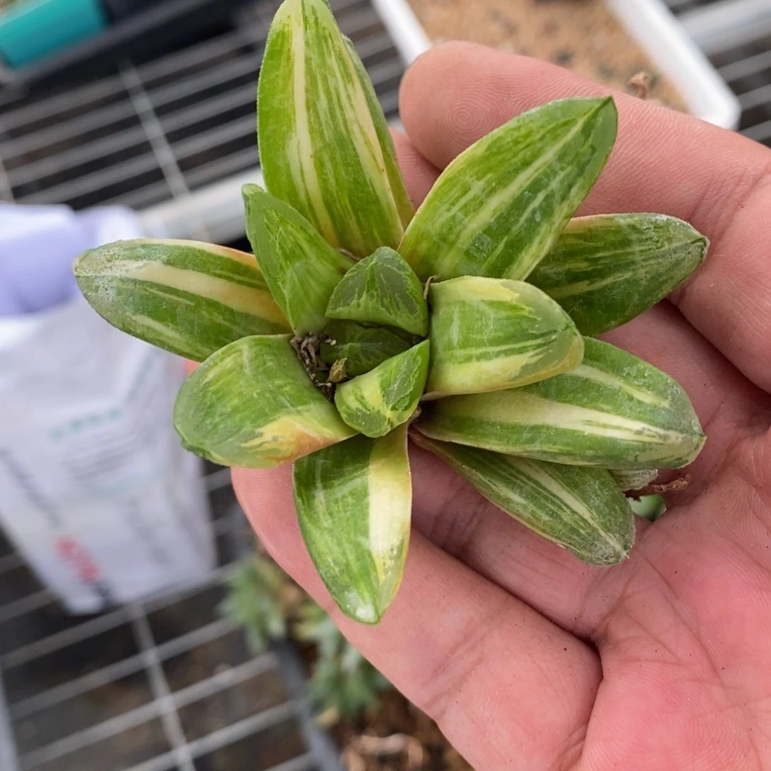 清*?116 一颗福利。