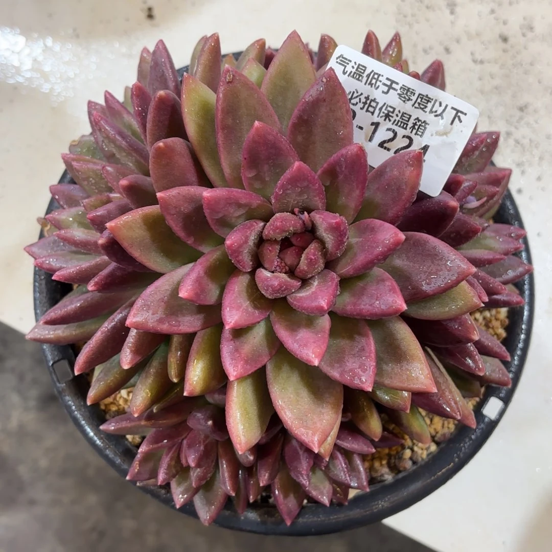 1224迷雾泡泡群多肉植物