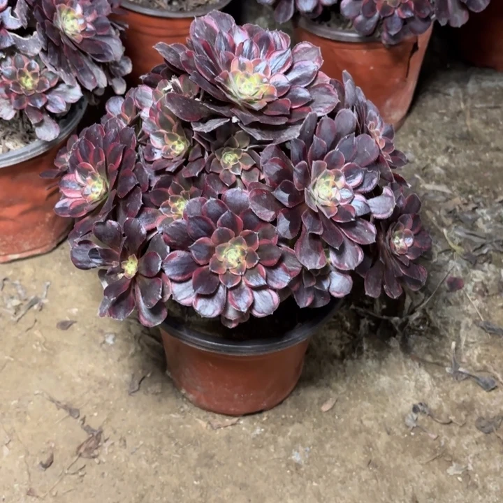 多肉植物法师水果糖28