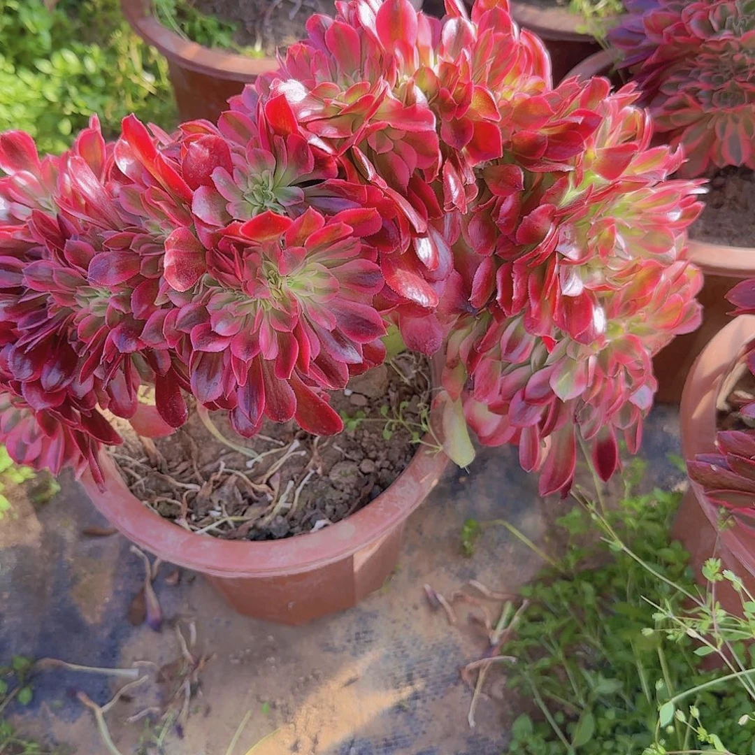芳*缀股吞吐发货缀话