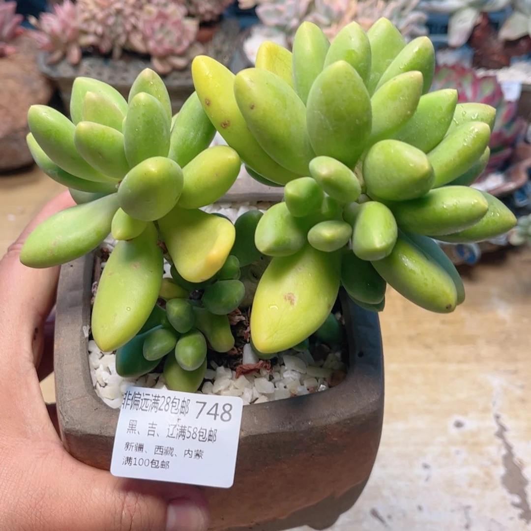 748芒果奶德华多肉