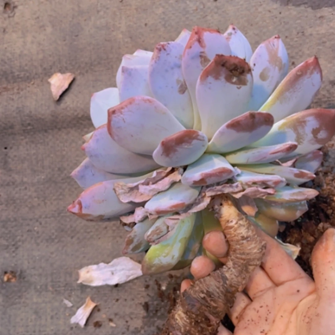 【闪购商品】橙梦露杆子有疤19306