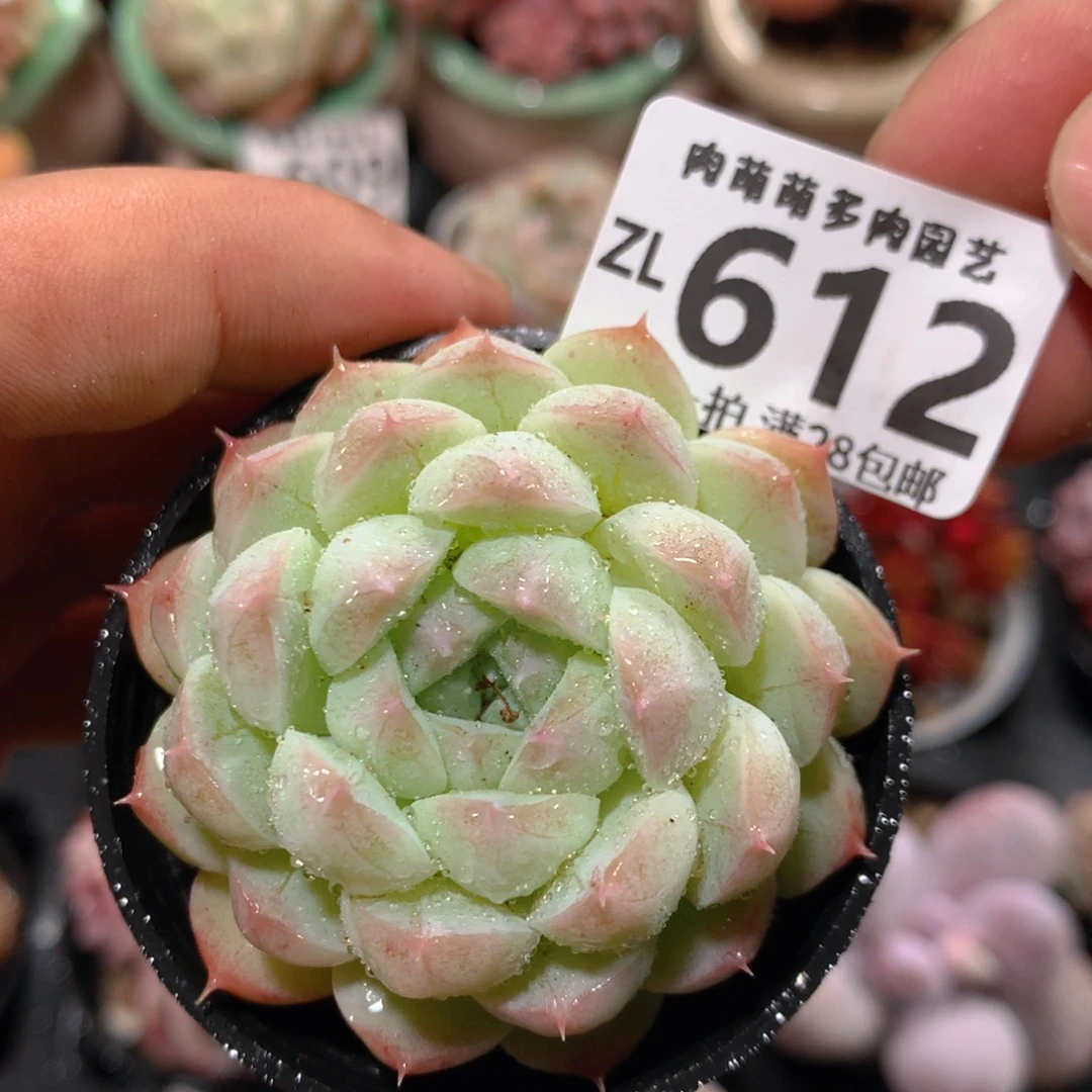 5CM拇指盆精控多肉ZL612