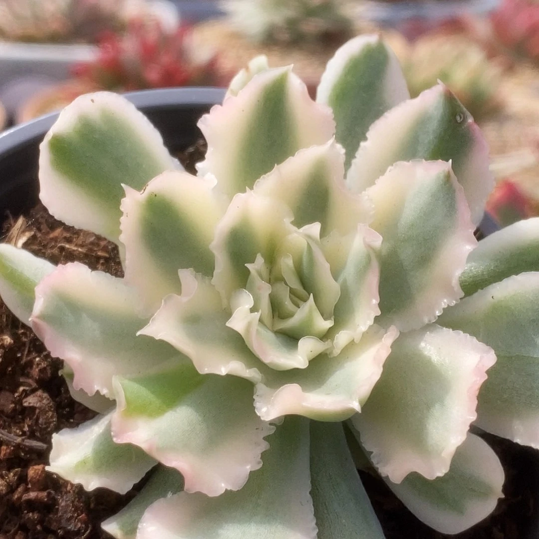 56紫蝴蝶锦锦锦锦锦锦锦