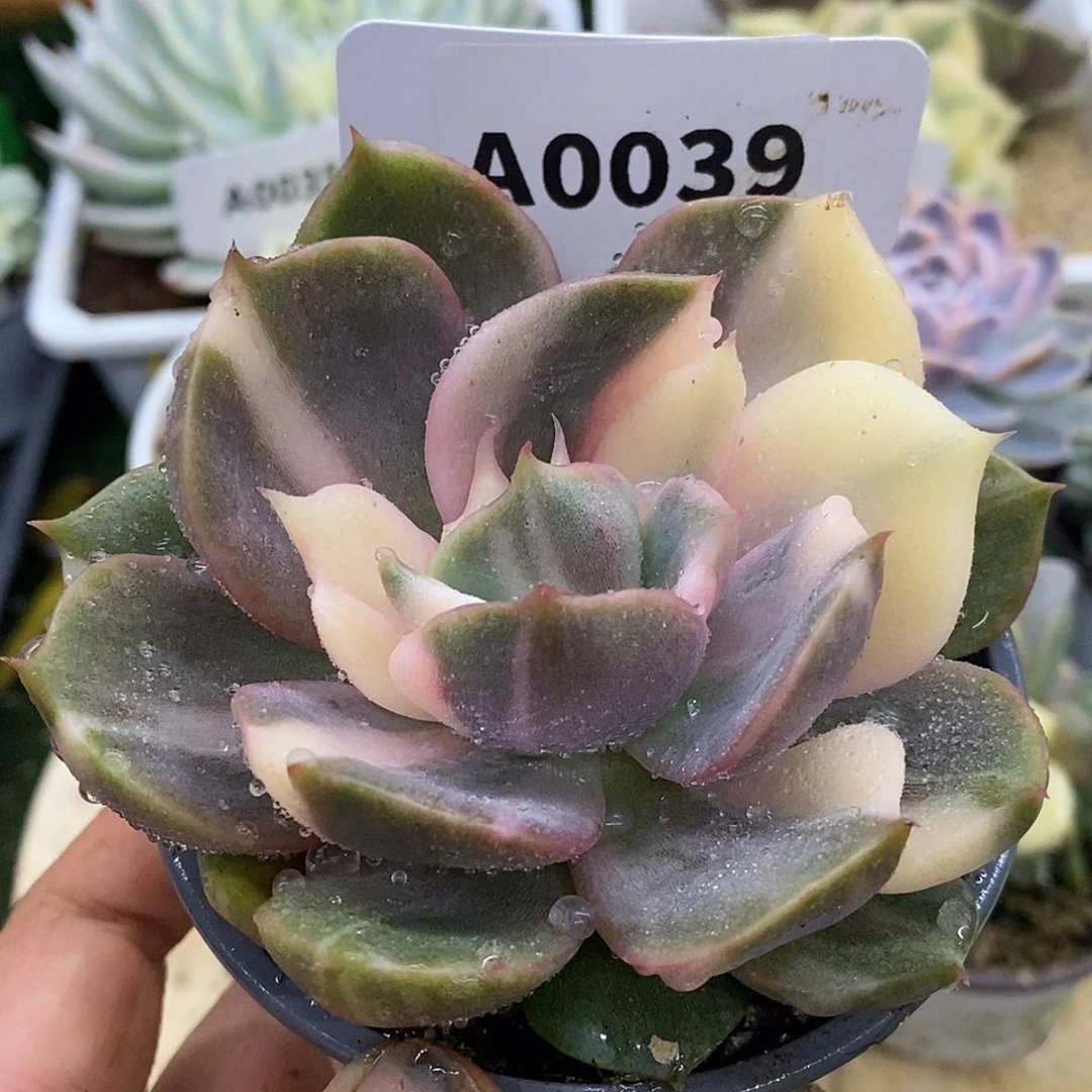 39花脸无心哈哈哈哈哈