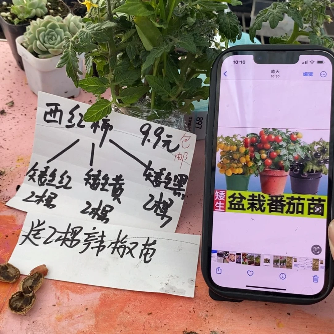 8个苗红黄黑个2颗。辣椒2颗一份