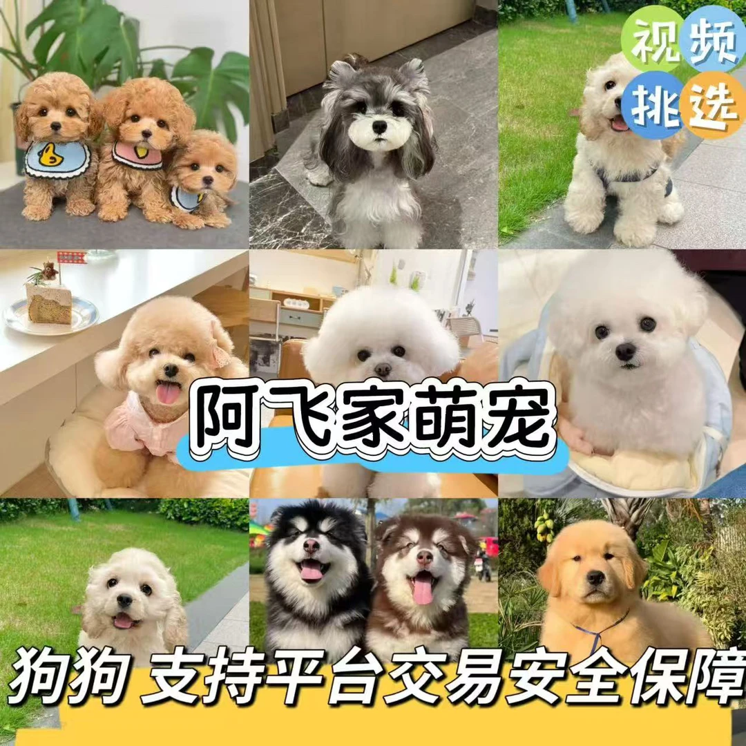阿飞家萌宠狗狗活体