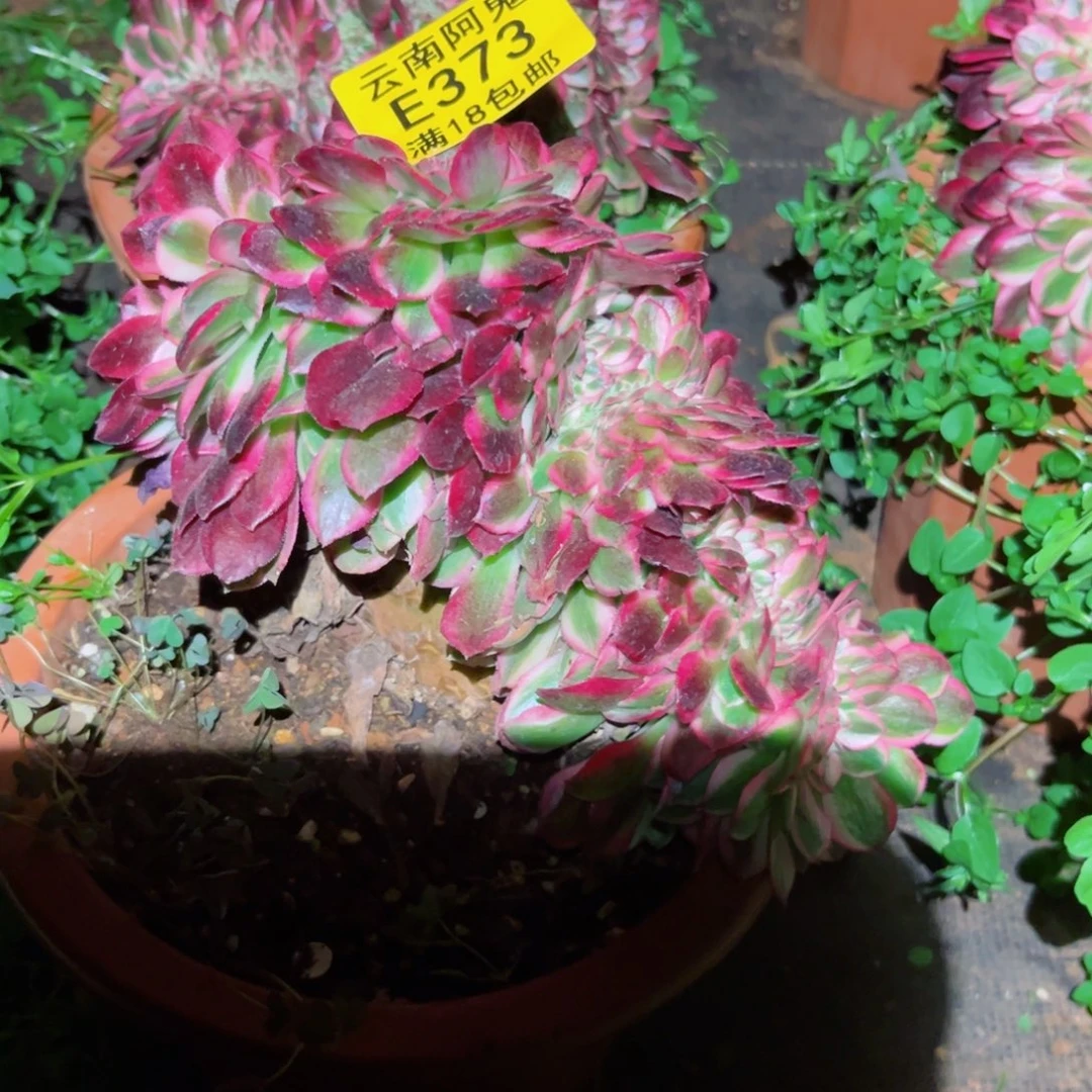 荔枝缀373多肉植物