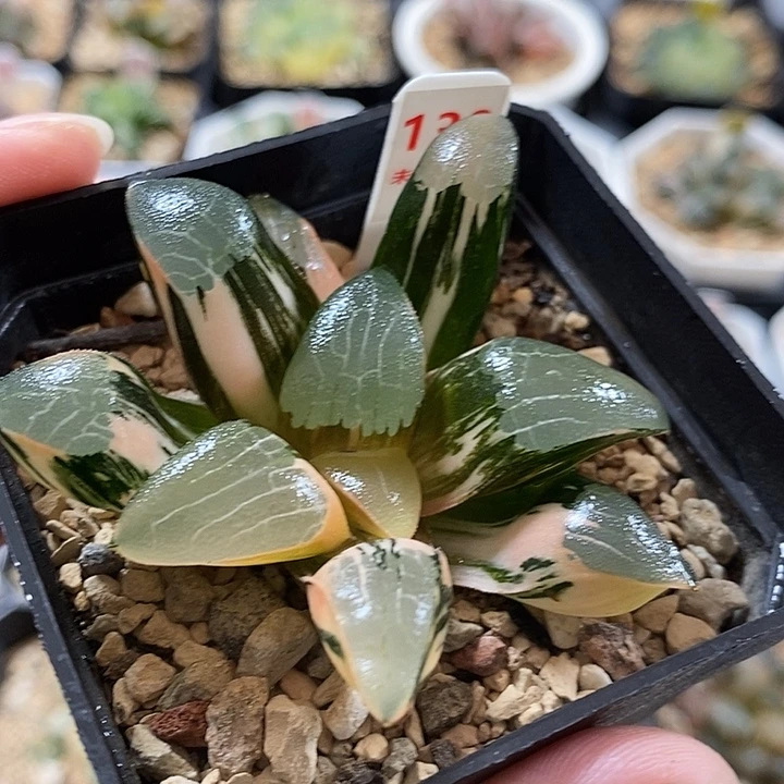 130丘比特克锦一物一拍
