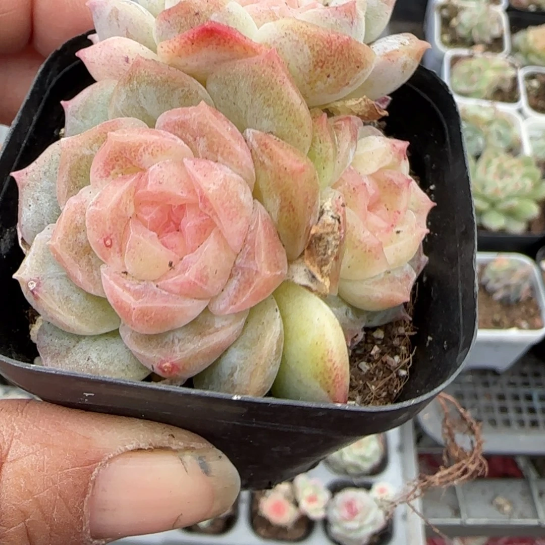 多肉小卡拉米糖心一物一拍