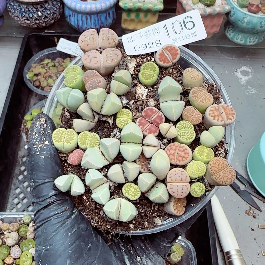 生石花满18包邮0928-106