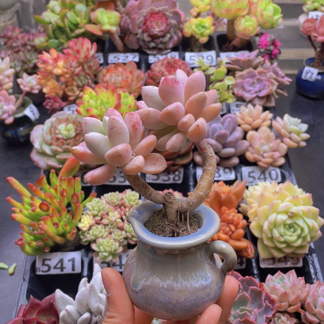 泰***妈花器花器花器花器
