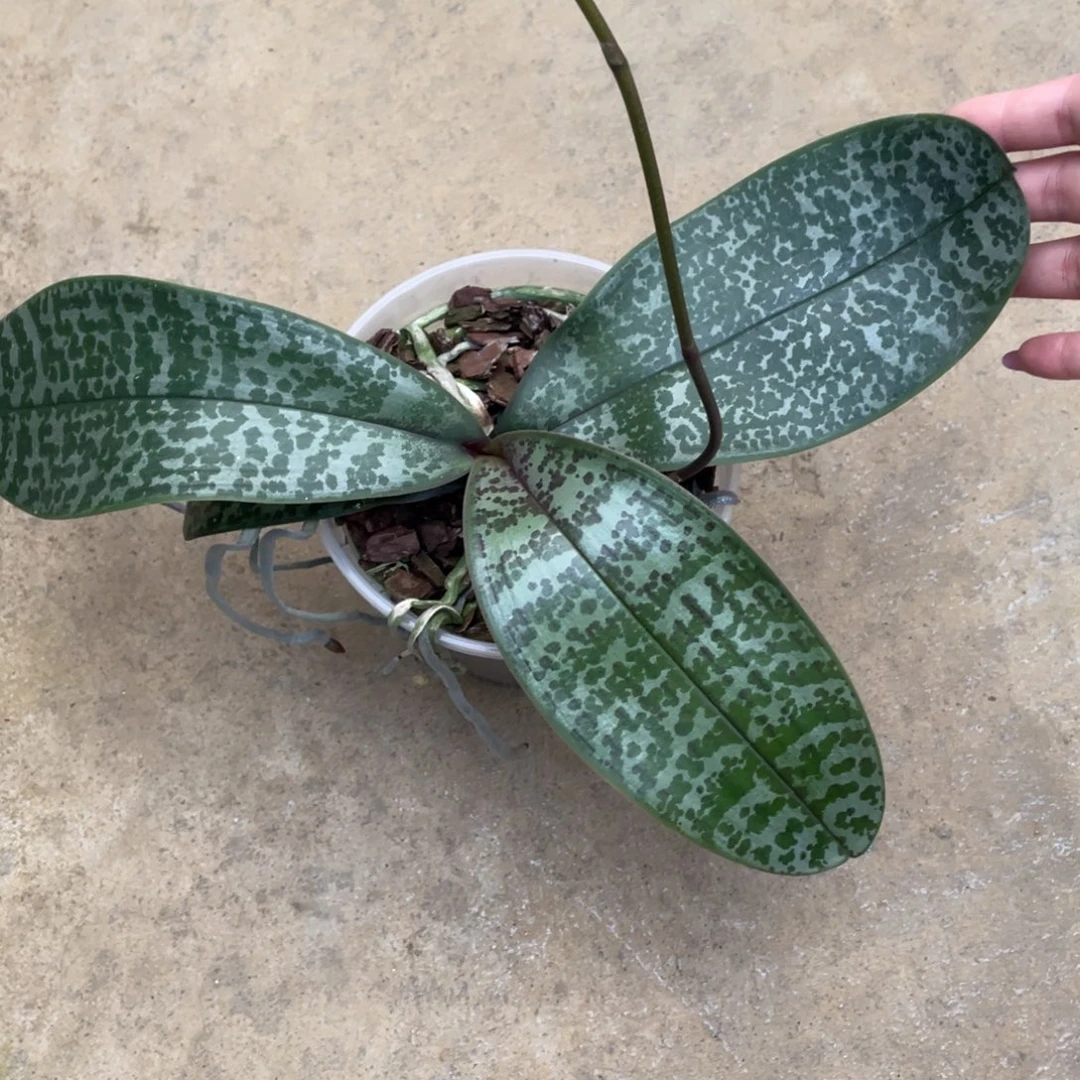 当前无花栽培后可以开花