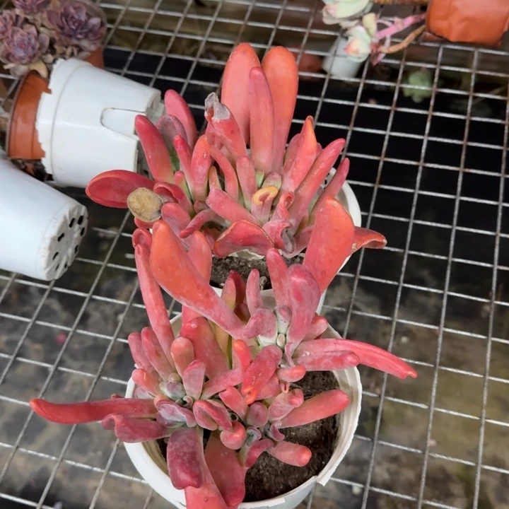 火狐狸整装无砍群生两盆