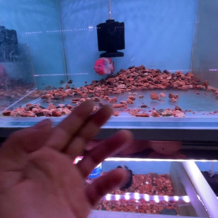 罗汉鱼8厘米精品古典