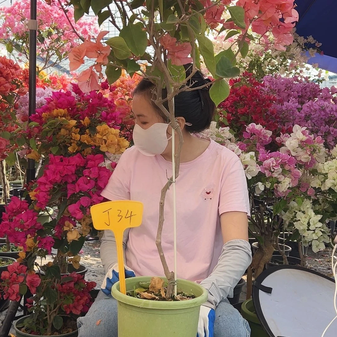 ****！大部分花苞少量开放J34波妹