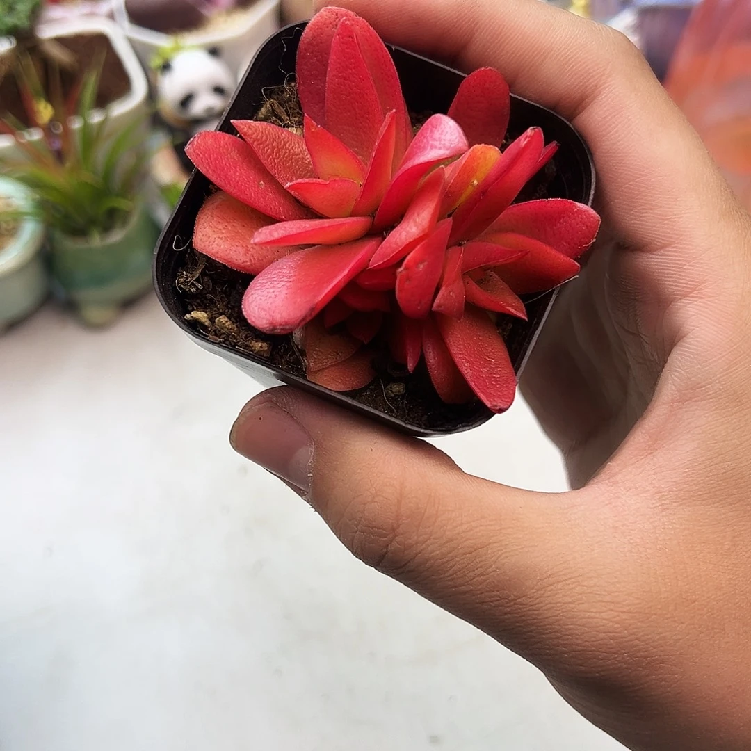 红色火鸡多肉植物一颗