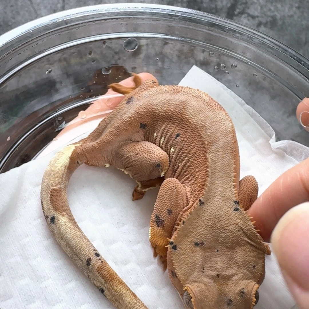 睫角守宫19号双红母