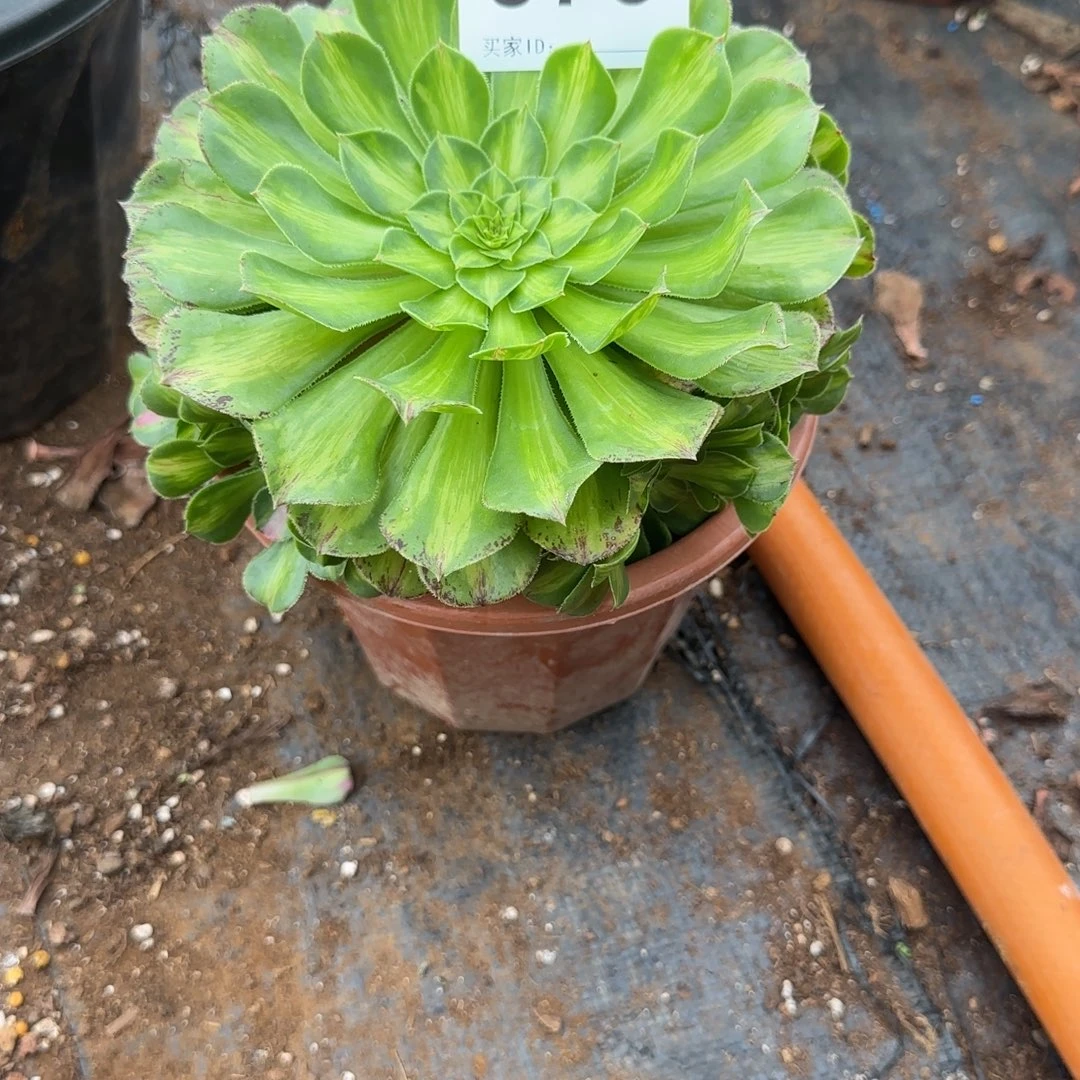 辉***g精品多肉植物0875